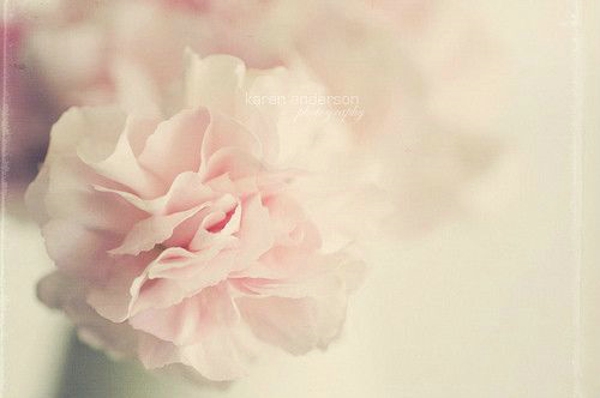 芬芳过往，岁月静好 花朵唯美图片