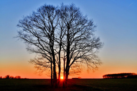 夕阳西下的树影唯美图片