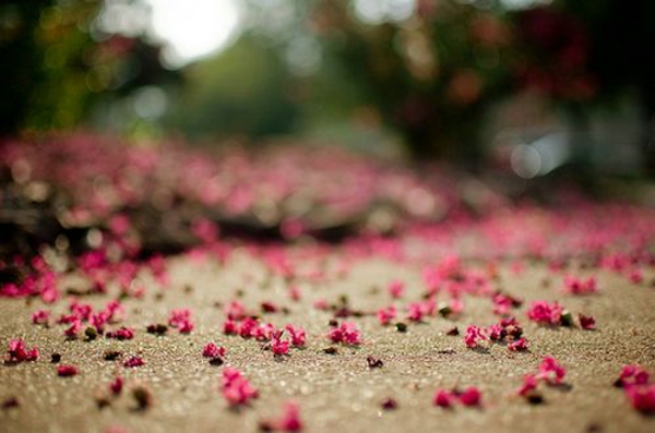 芬芳过往，岁月静好 花朵唯美图片