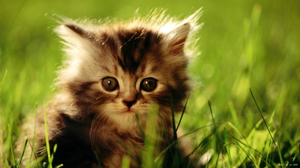可爱猫咪图片头像蓝色眼球