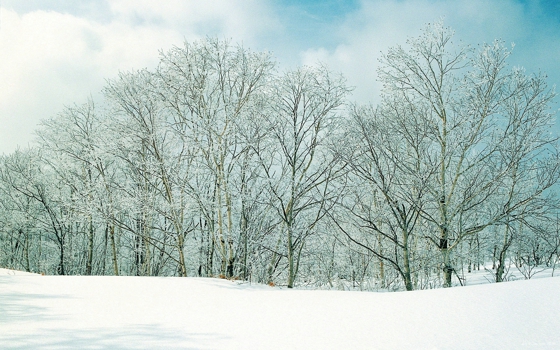 冬天森林雪景图片