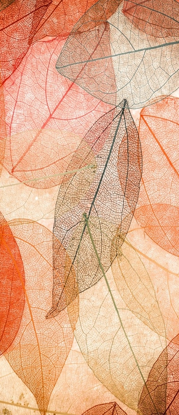 树叶创意纹理图片