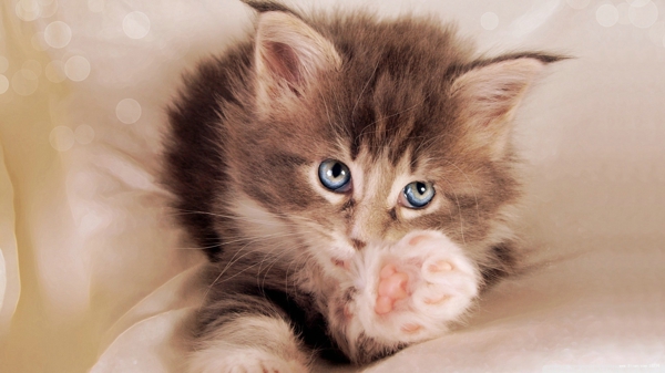 可爱猫咪图片头像蓝色眼球