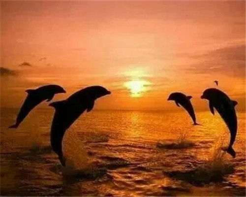 海豚意境图片：海豚从眼前飞过