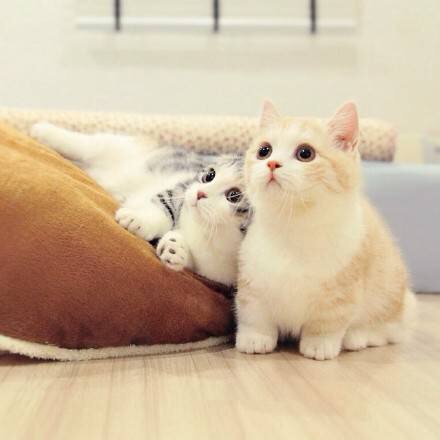 可爱猫咪图片：萌萌的小奶猫