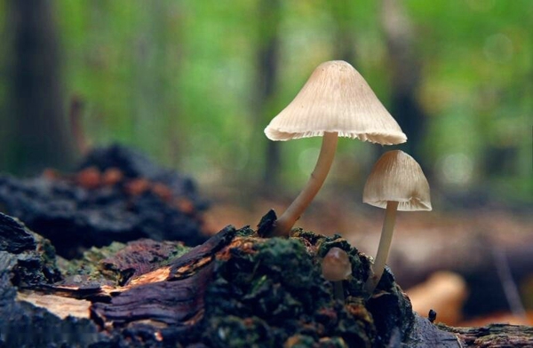 唯美小清新野生蘑菇图片