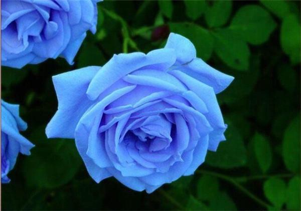 天空般的蓝蓝色妖姬 鲜花唯美摄影图片