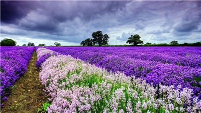 普罗旺斯紫色的薰衣草花海世界