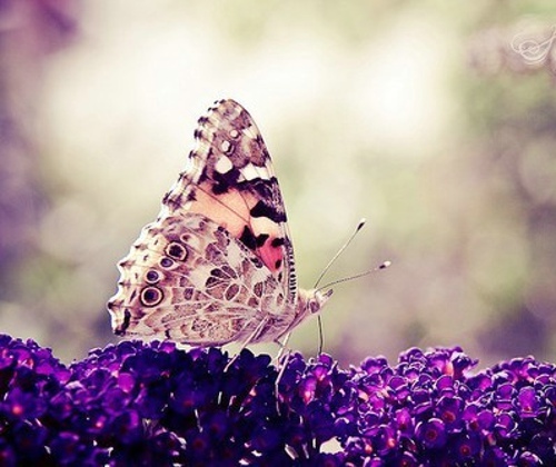 我愿化作蝴蝶