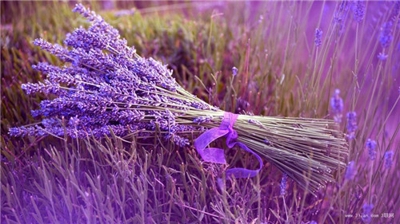 普罗旺斯紫色的薰衣草花海世界