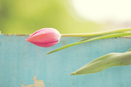 鲜嫩的小花朵带给你清新的感受