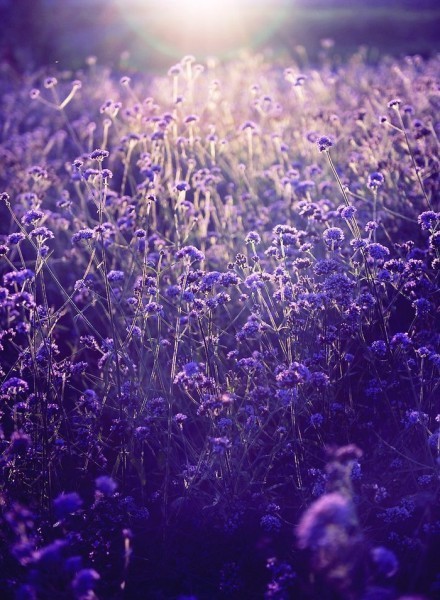 薰衣草的花语：等候爱情，只要用力呼吸，就能看到奇迹。图片