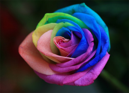 爱你，拼凑出的色彩——多色玫瑰图片
