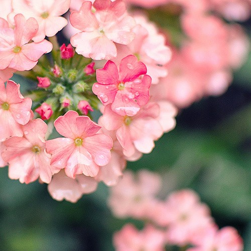 粉色流年  唯美娇艳花朵美图图片