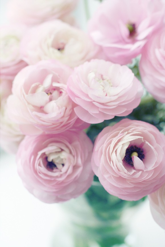 粉色流年  唯美娇艳花朵美图图片
