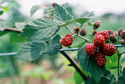 唯美图片图片意境图片鲜花图片空间素材图片心情