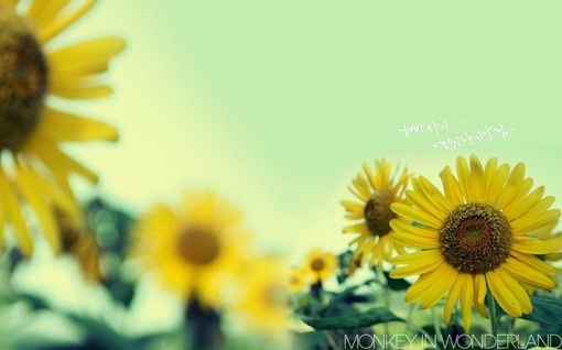 向日葵，让我的生活会充满阳光。图片