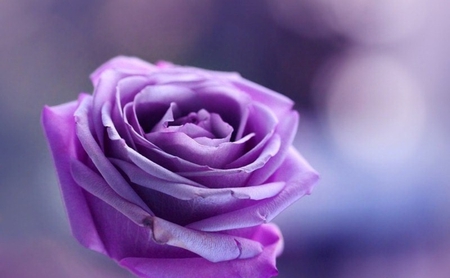 最浪漫的紫色唯美图片~~图片