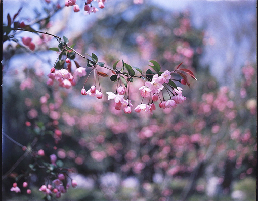 唯美意境森系风景lomo伤感唯美图片