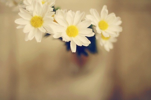 白色小雏菊，隐藏在心中的爱