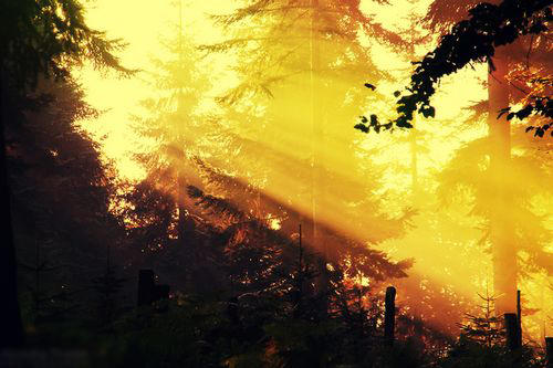 森系意境幽静森林浓雾弥漫的唯美图片