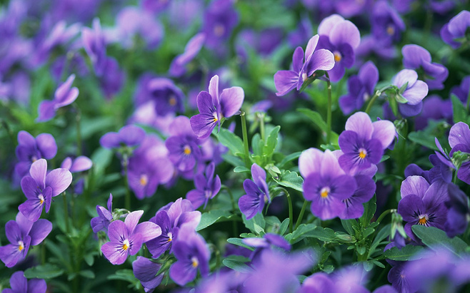 唯美鲜花紫色迷情清新意境美图