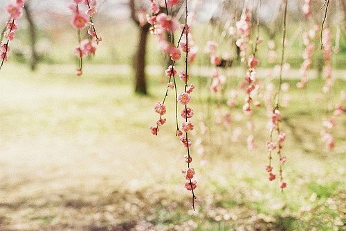 是否零落朵朵繁花的情义