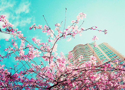 唯美樱花lomo清新风景伤感图片