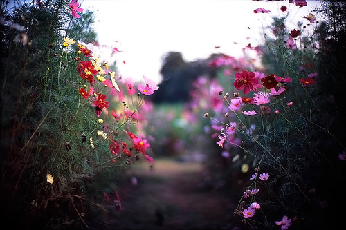 是否零落朵朵繁花的情义