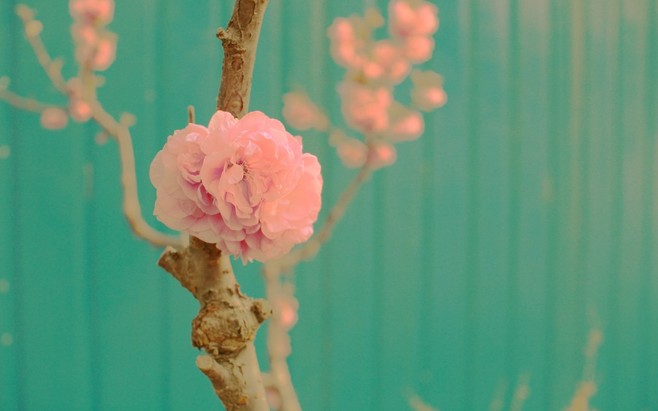 清新意境姹紫嫣红lomo花朵的唯美图片