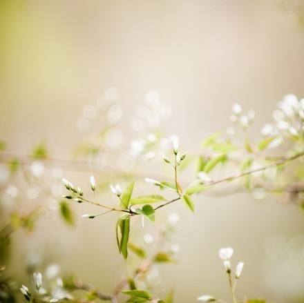 花落成泥  叶落成殇