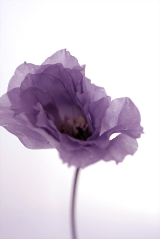 紫色的诱惑 唯美意境清新花朵图片