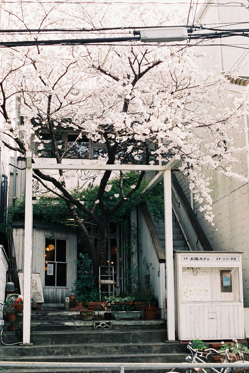 唯美樱花lomo清新风景伤感图片