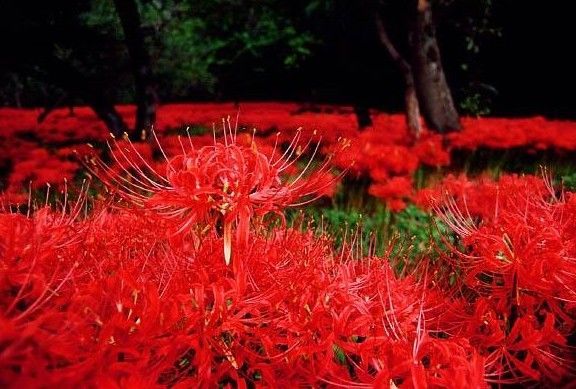 彼岸花