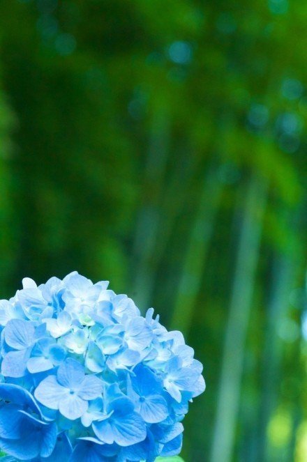 感觉美美哒蓝色调花朵唯美花朵图片