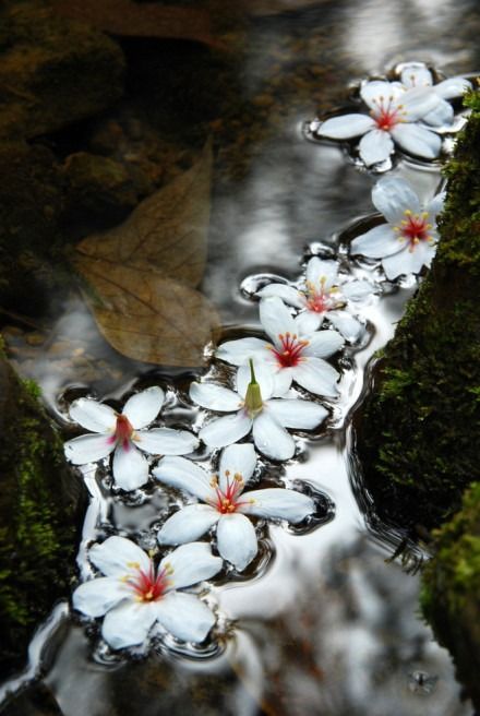 几许花落，几许回眸，天长地久有时绝