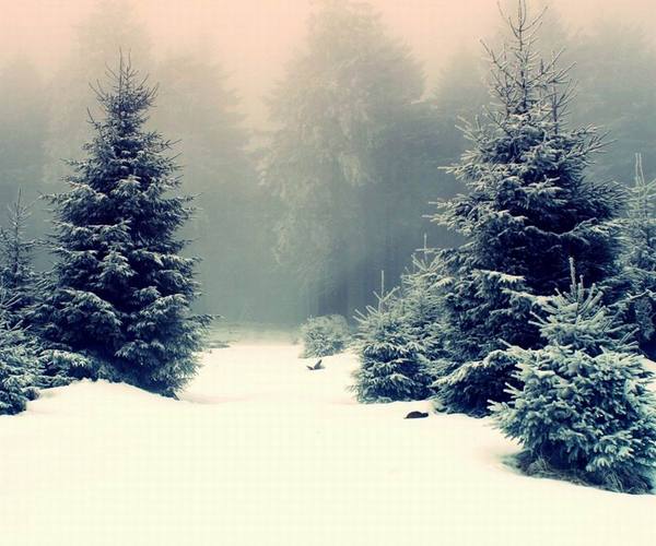 那个说会陪你看雪的人现在在哪唯美雪景图片