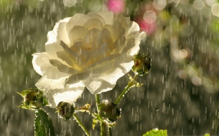 花未谢，雨未消，你还在 唯美意境图片