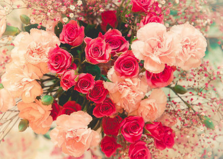 情人节趴上的玫瑰花花朵唯美图片