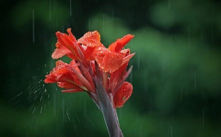 花未谢，雨未消，你还在唯美意境图片