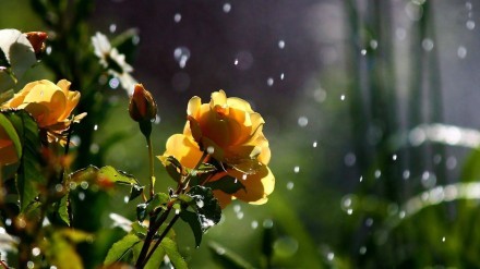 花未谢，雨未消，你还在唯美意境图片