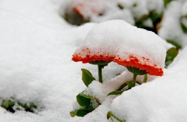 那个说会陪你看雪的人现在在哪唯美雪景图片