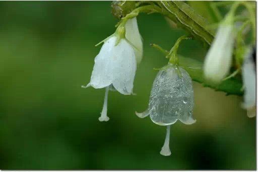 淋雨后花朵会变透明化的真实植物