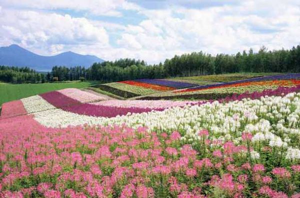 囍沐如若初见花的海洋