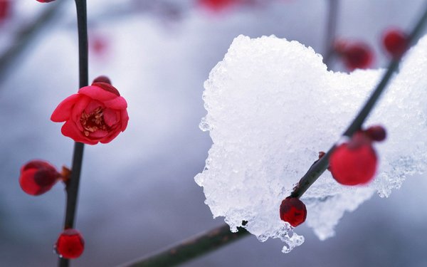 那个说会陪你看雪的人现在在哪唯美雪景图片