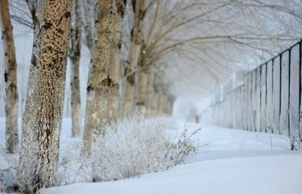 期待一场大雪,埋藏这个秋天我所有的记忆