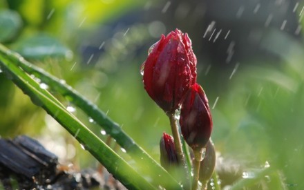 花未谢，雨未消，你还在唯美意境图片