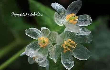 淋雨后花朵会变透明化的真实植物