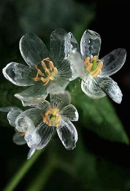 淋雨后花朵会变透明化的真实植物