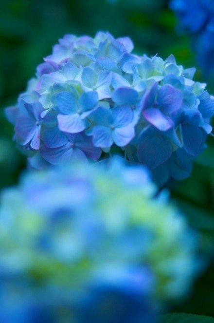 感觉美美哒蓝色调花朵 唯美花朵图片